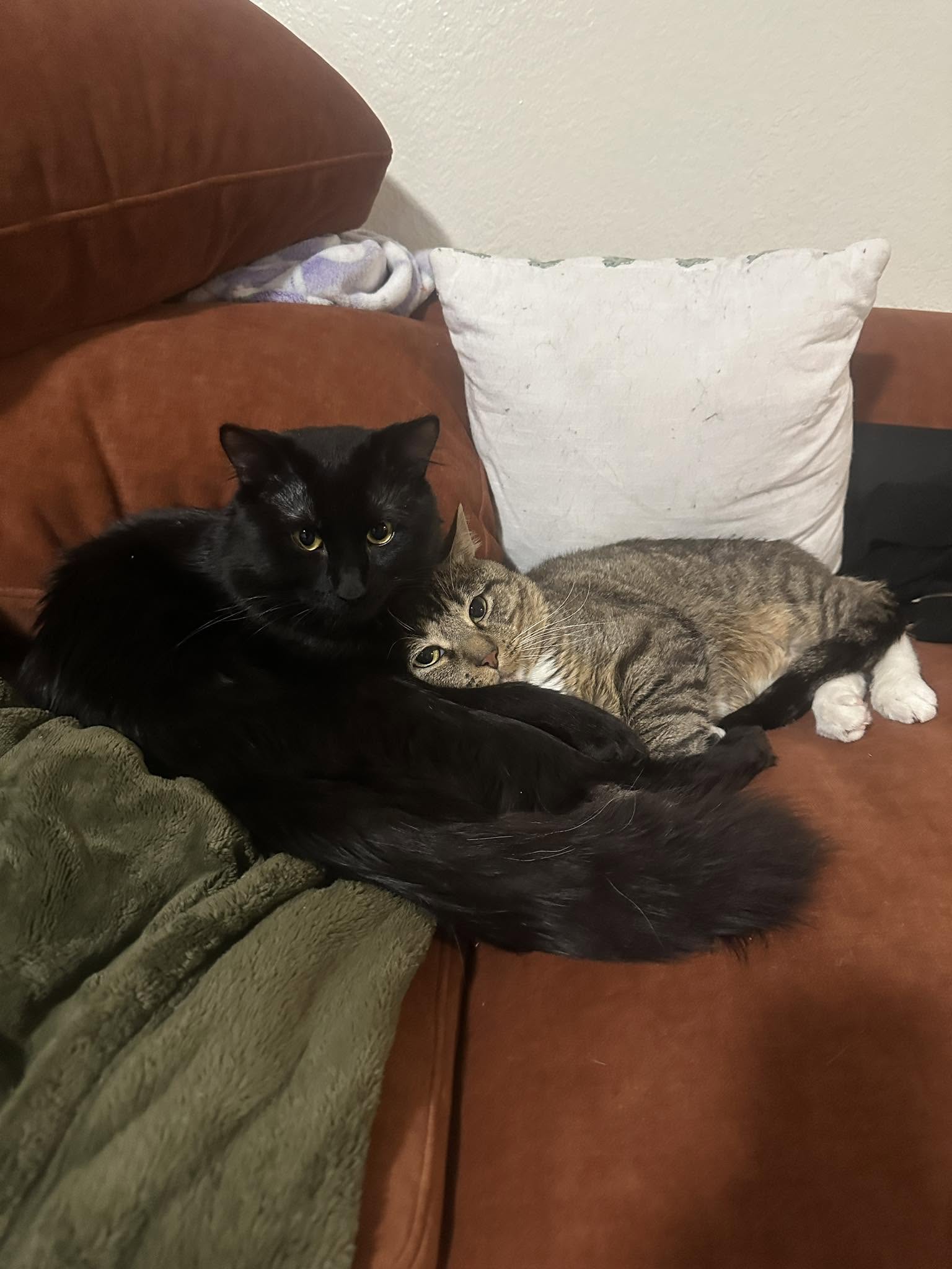 Tanooki, a tabby cat, and Vader, a black Bombay cat, cuddling on the couch
